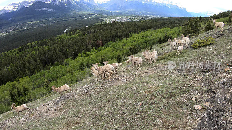 落基山大角羊(Ovis canada)风景